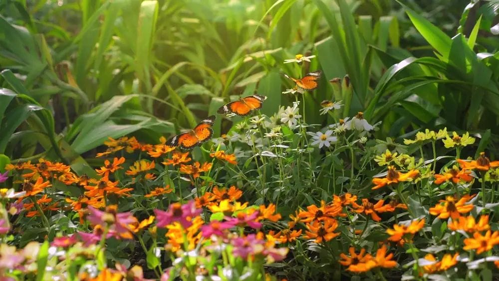 Cicle «CosmoNits Biodiversitat»