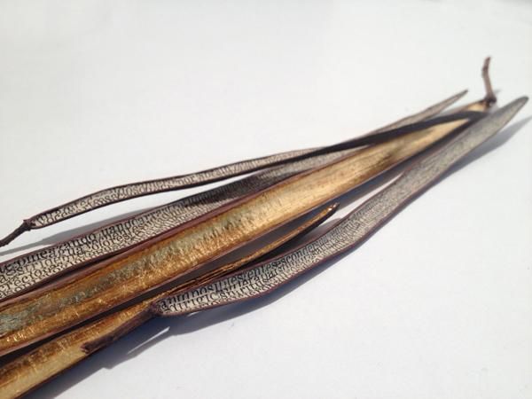 Femme Gaine, 2012