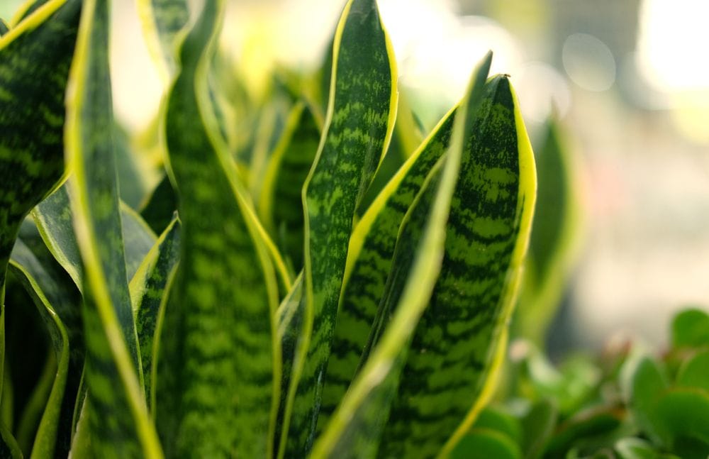 Gran Venta de Plantas