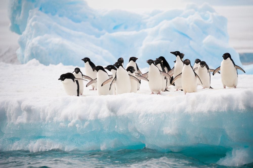 Grup de pingüins dempeus sobre un bloc de gel envoltat de formacions de gel blau intens