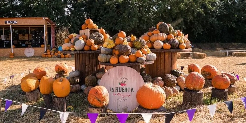 Pumpkin Patch