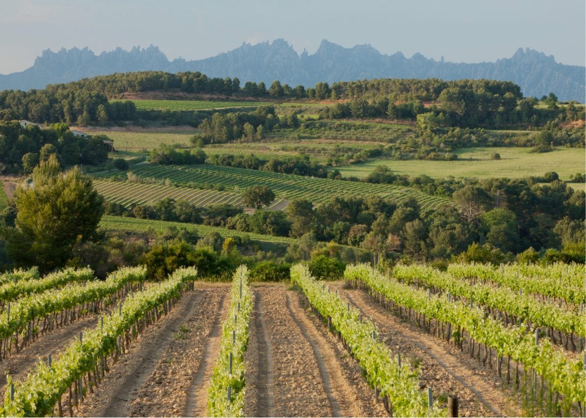 DO Penedès