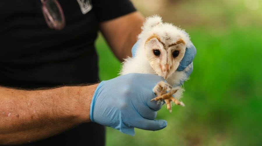 Montjuïc recupera la seva cetrera nocturna: reintroducció de la lleu comuna per reforçar la biodiversitat urbana