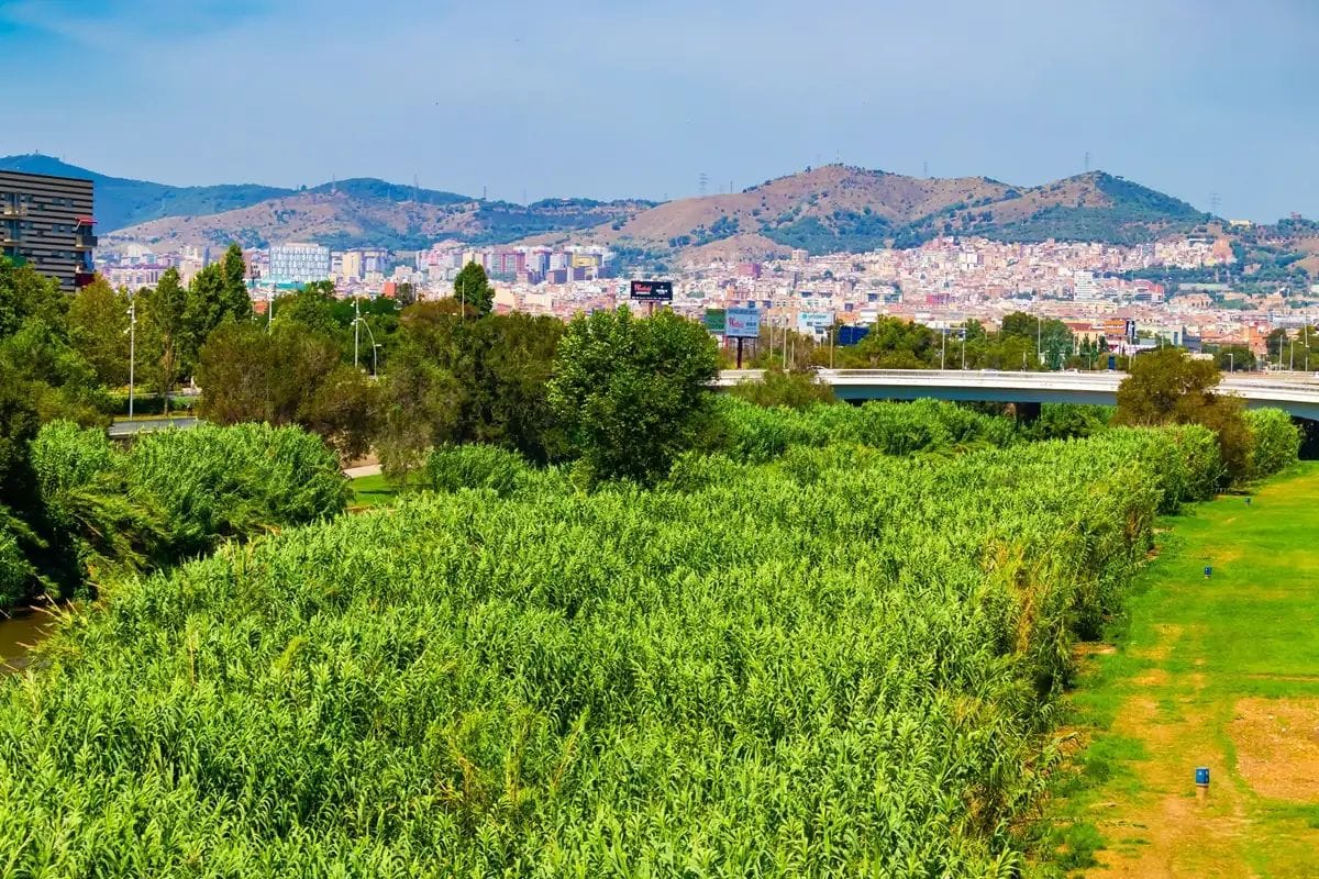 El tancament de Collserola sacseja Barcelona després de detectar-se pesta porcina a la ciutat