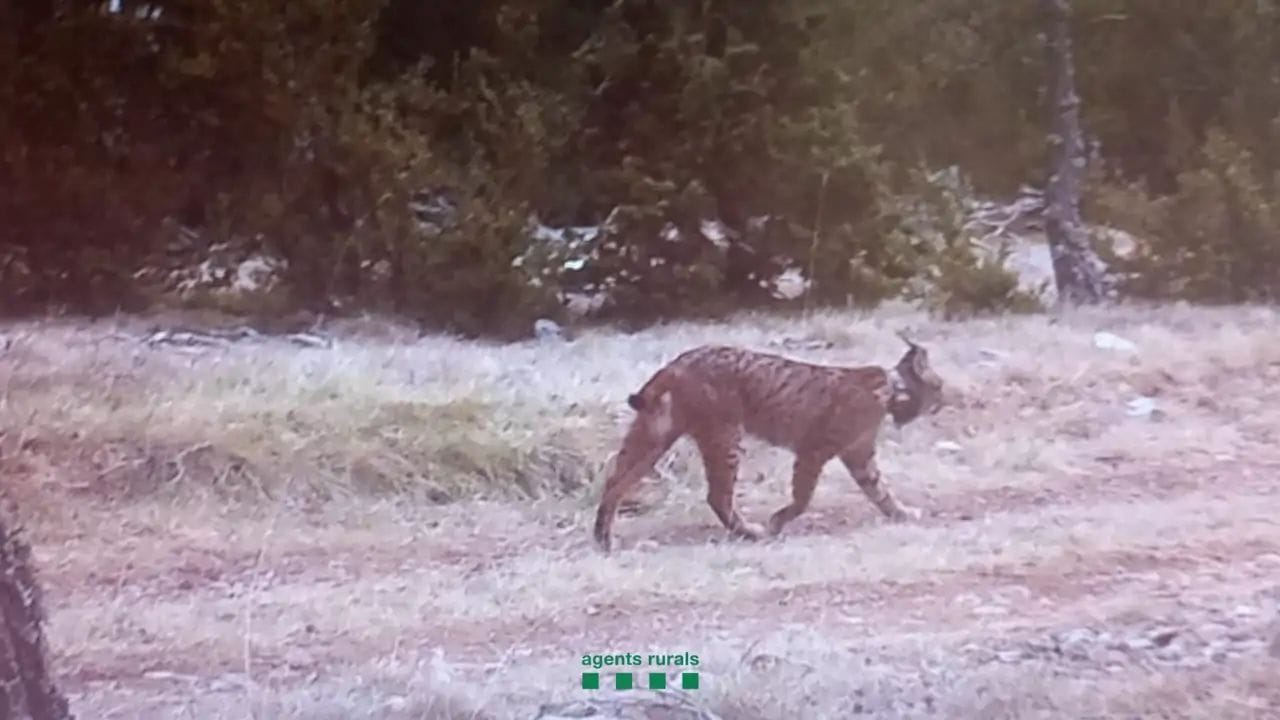 El lince ibèric torna a Catalunya: «Secreto» reapareix al Prepirineu després de dècades d'absència