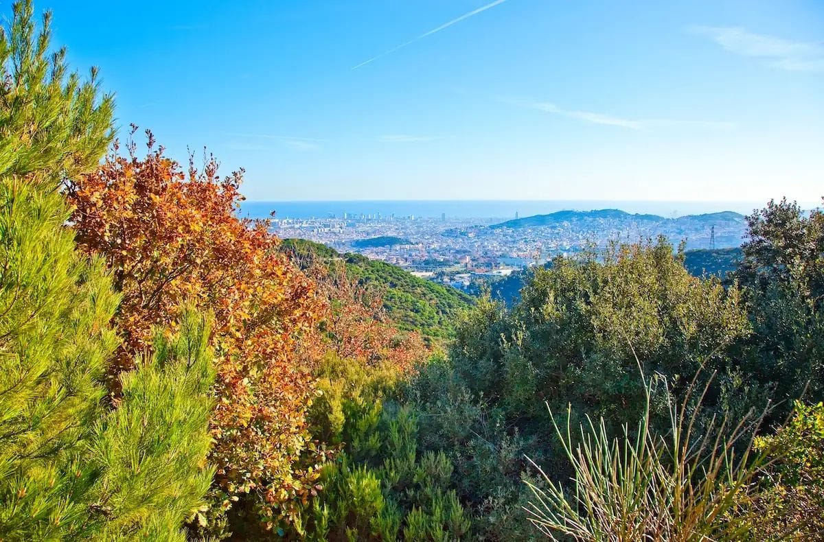 Collserola se seca y afronta un riesgo extremo por la ola de calor