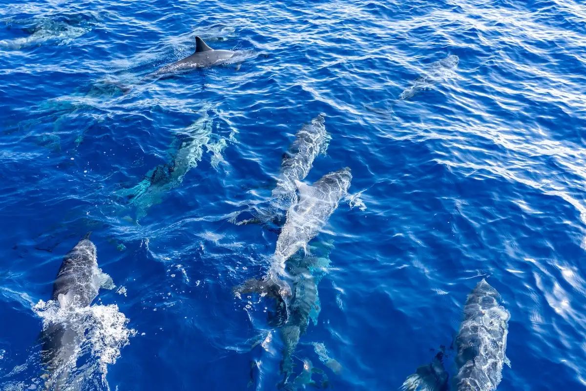 Un projecte científic revela la sorprenent biodiversitat del litoral barcelonès