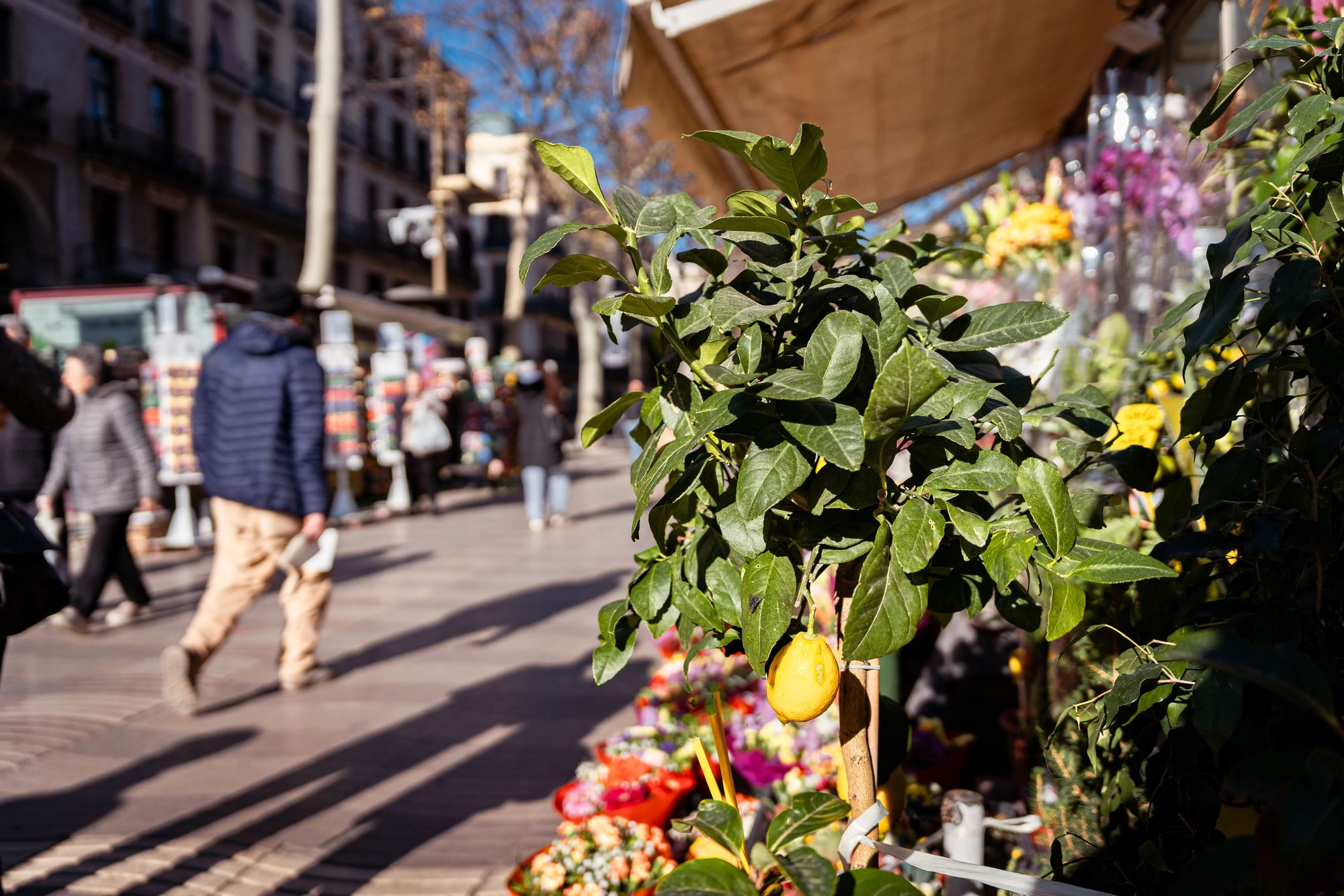 Les emblemàtiques floristeries de la Rambla es traslladen a la plaça Catalunya