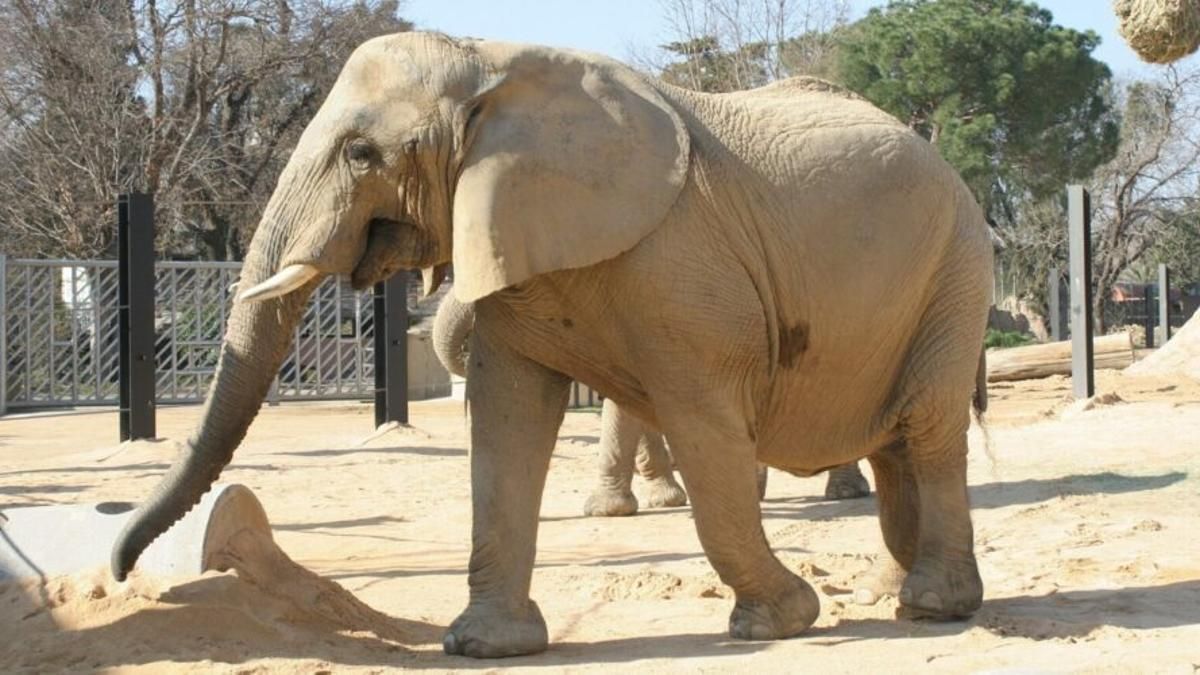 La elefanta africana Susi en el Zoo de Barcelona, en una imagen de archivo