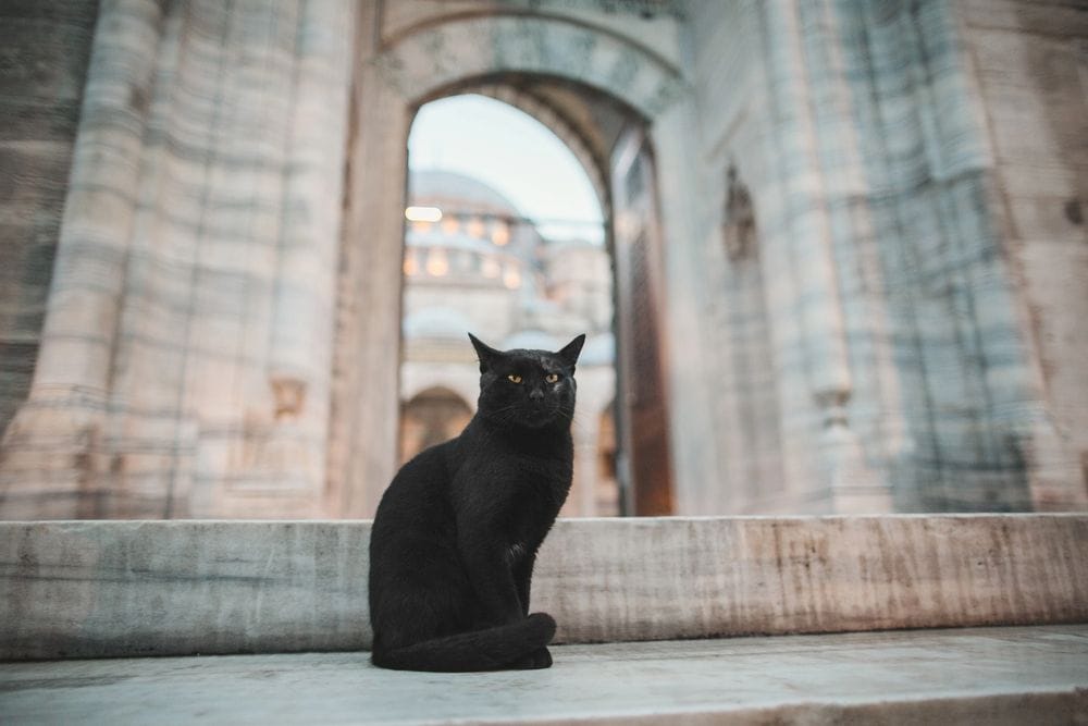 Terrassa prohibeix temporalment l'adopció de gats negres per protegir-los de possibles rituals a Halloween
