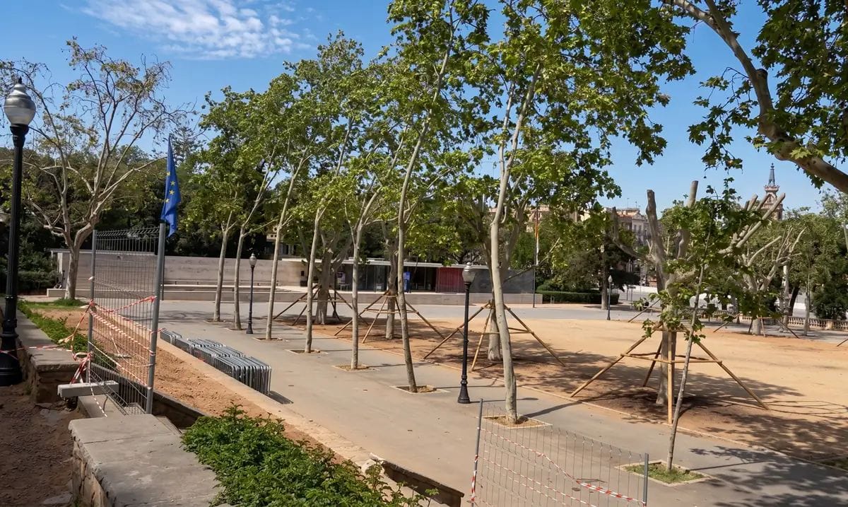 Transplantament de plàtans a Montjuïc