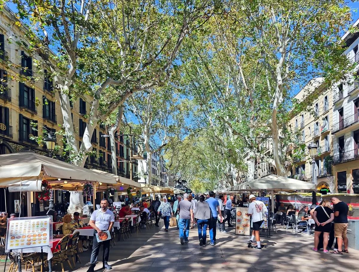 Plàtans a la Rambla