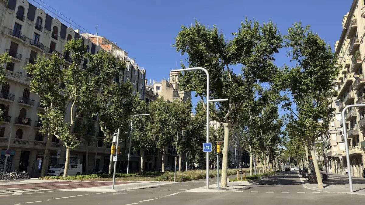 Un arbre cau al ple Eixample i deixa ferit un motorista