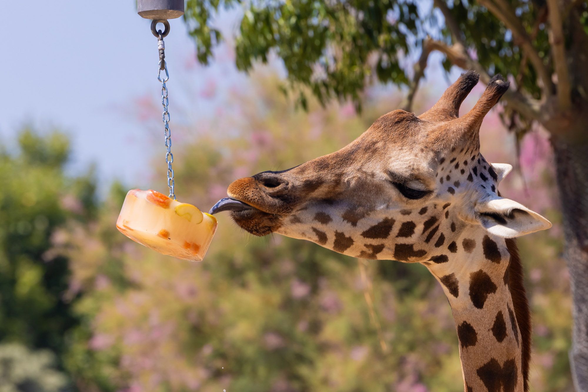 Un estiu diferent: el Zoo de Barcelona combat el calor amb creativitat i cura animal