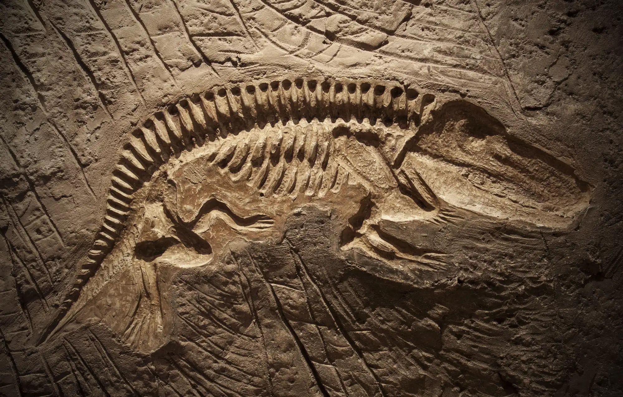 Un hospital català escaneja el misteri d'un dinosaure gegant de 70 milions d'anys