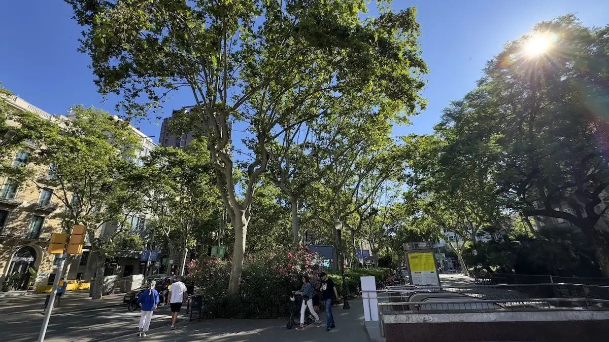 L'Ajuntament planeja eliminar vados inactius a l'Eixample per plantar més arbres