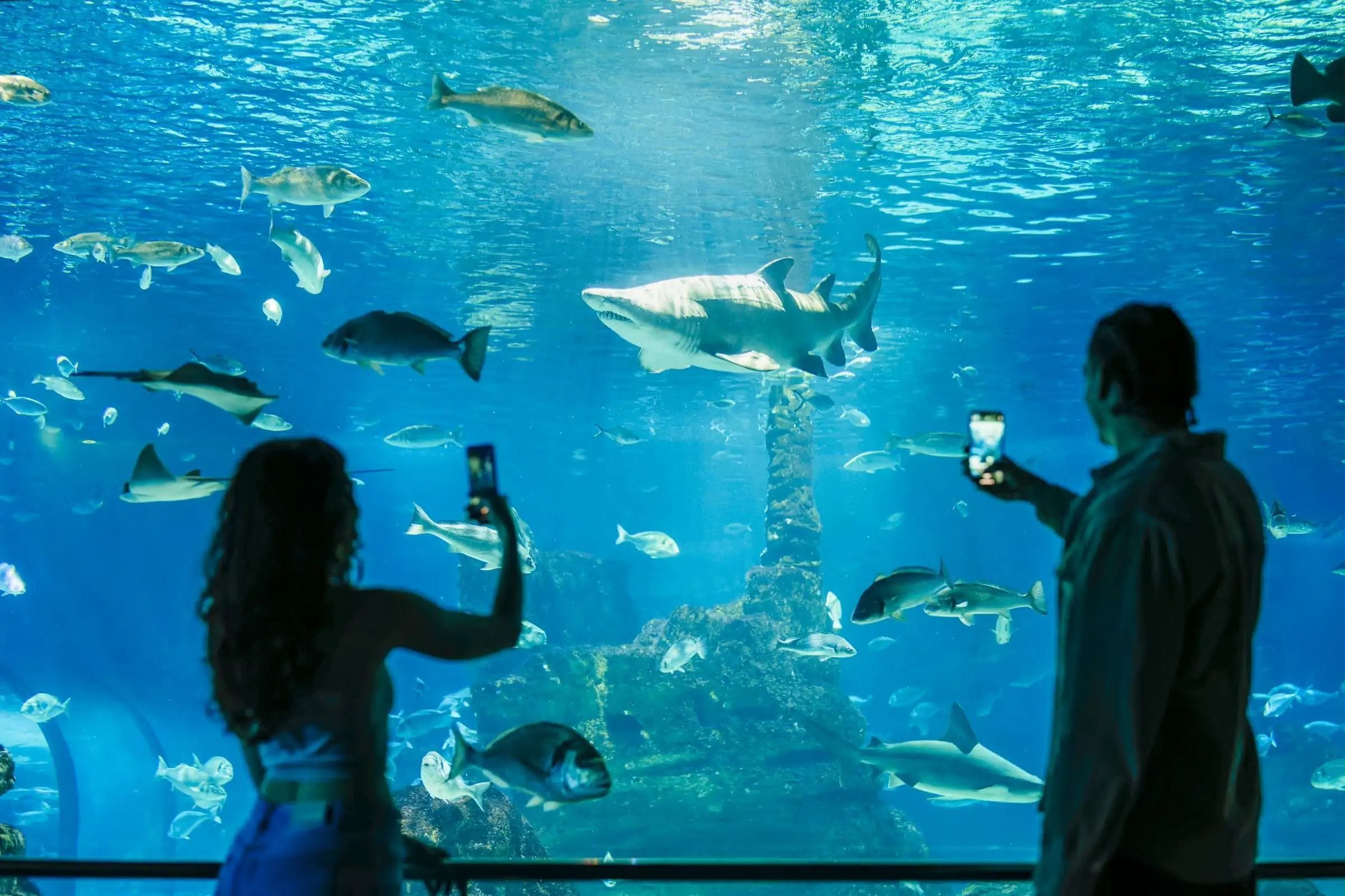 L’Aquàrium obre les portes que normalment estan tancades: quatre dies de visites GRÀTIU