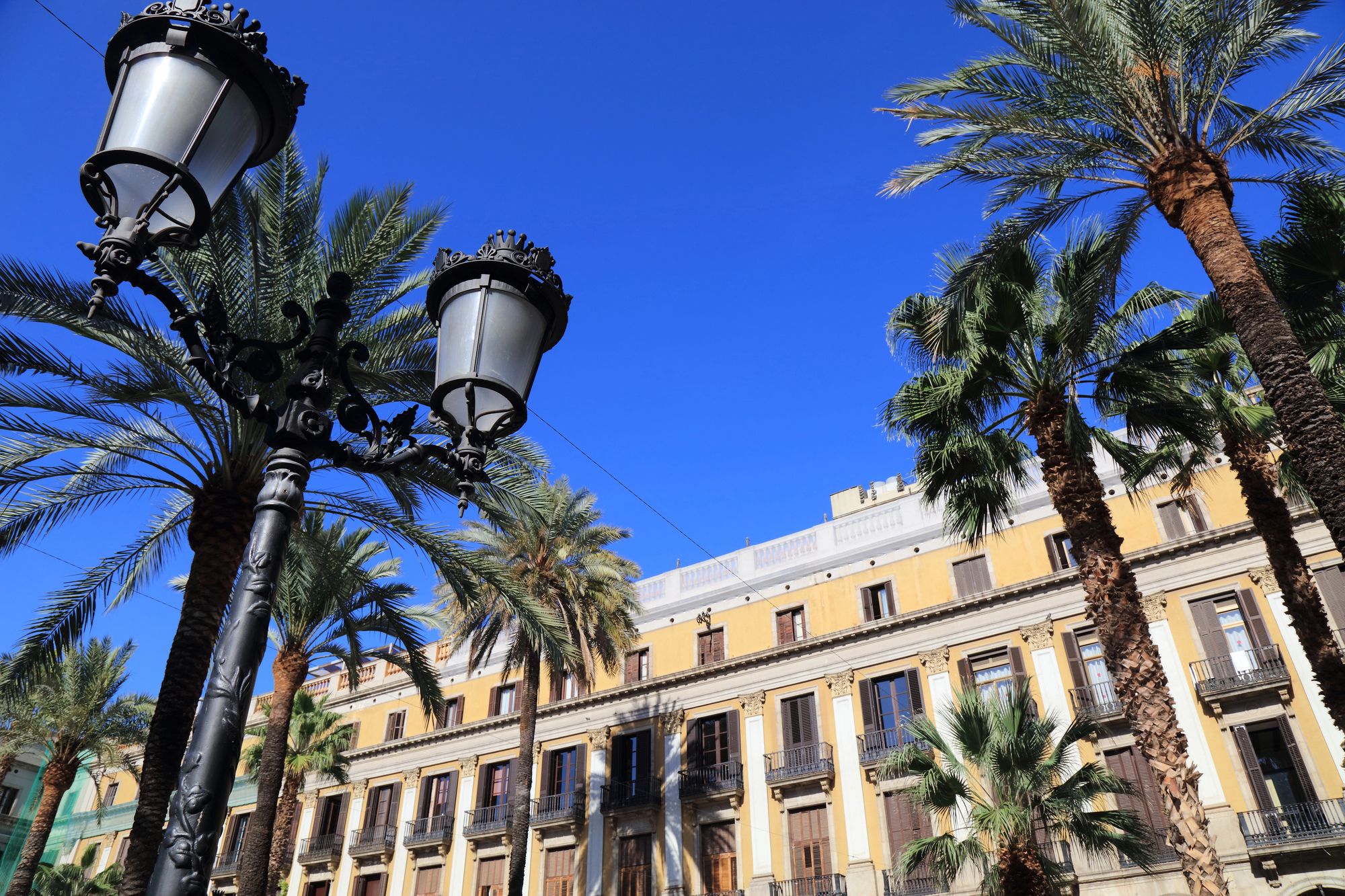 Barcelona inicia la mayor renovación de árboles y palmeras tras la sequía