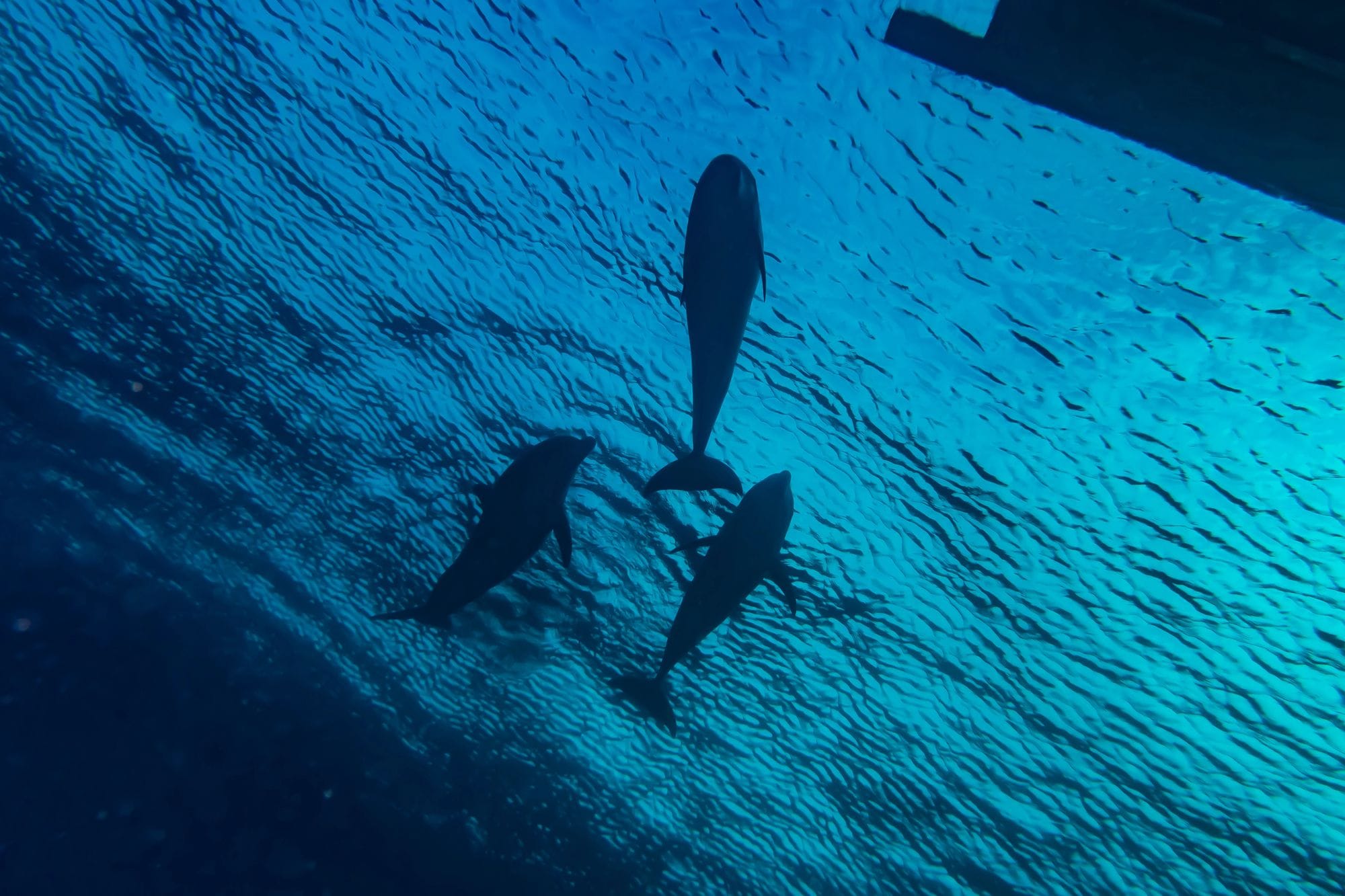 Delfines afalinas conquistan la Costa Brava y sorprenden a los pescadores
