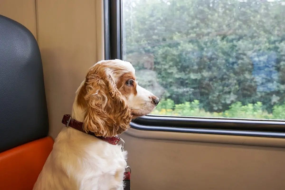 Renfe amplía el viaje con perros de hasta 40 kilos en sus trenes
