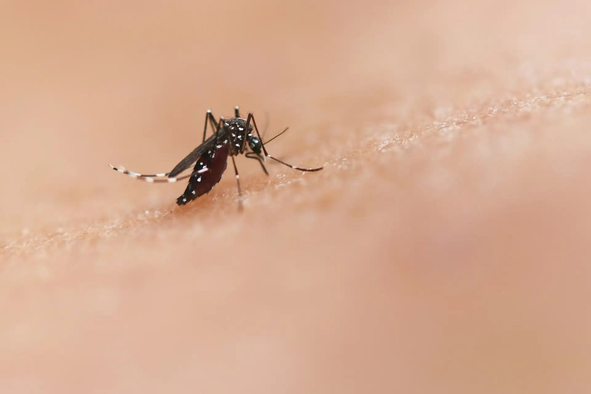 Barcelona allibera 80.000 mosquits tigre cada setmana per combatre les plagues sense insecticides