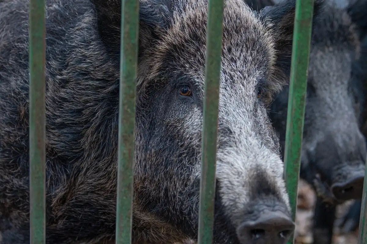 Restaurants de Collserola podran demanar ajudes per les restriccions de la pesta porcina
