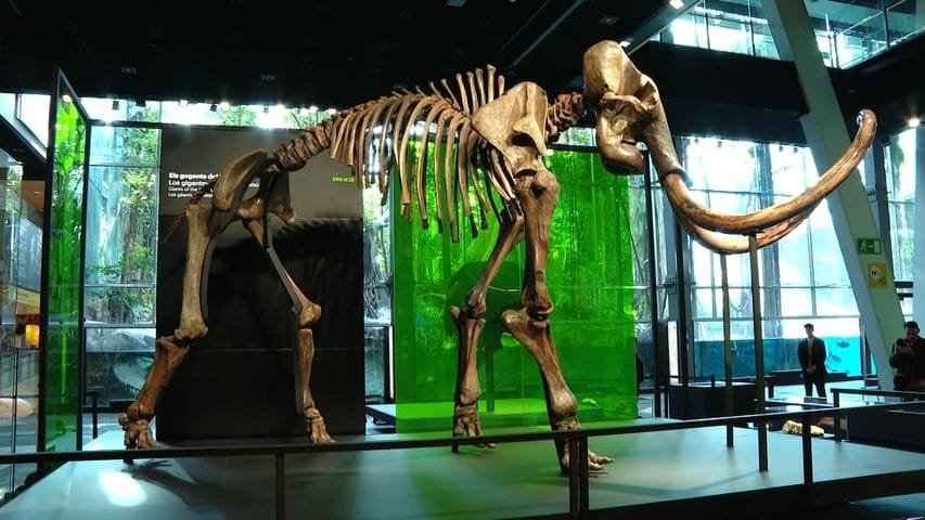 Un mamut siberià de sis metres, nou habitant del CosmoCaixa