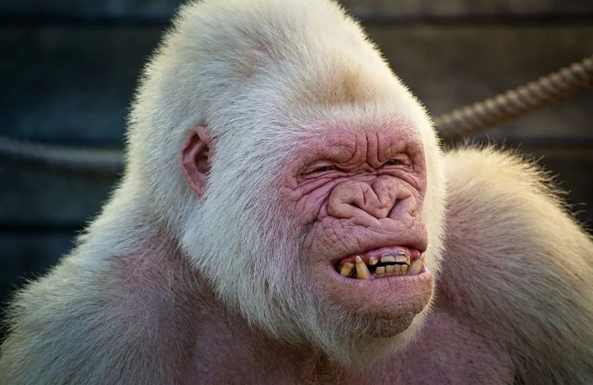 Copito de Neu, una llegenda del Zoo de Barcelona
