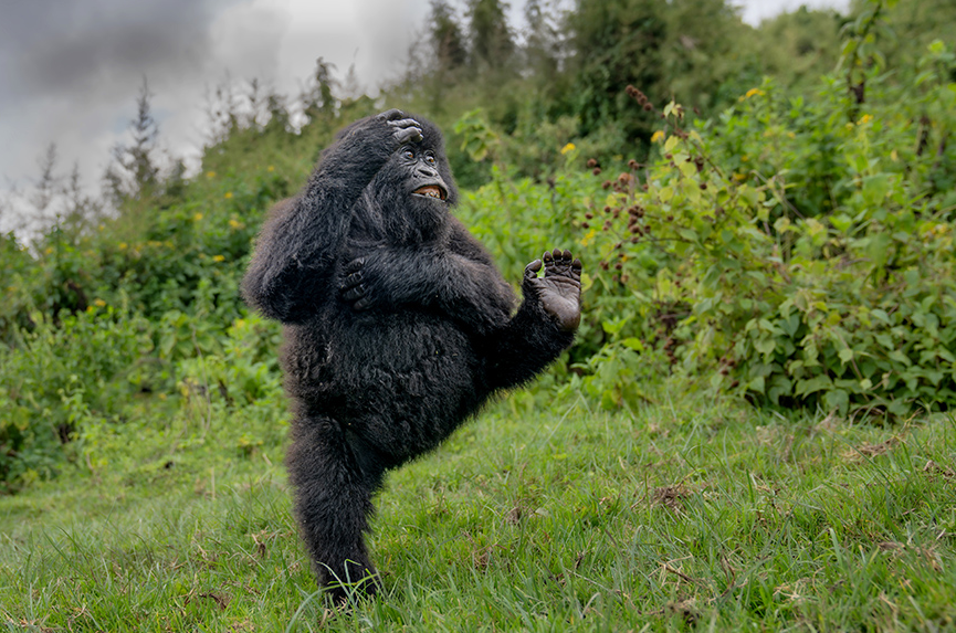 Mark Meth-Cohn / Nikon Comedy Wildlife Awards 2025