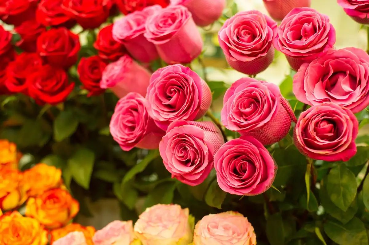 El significat ocult dels colors de la rosa de Sant Jordi a Barcelona