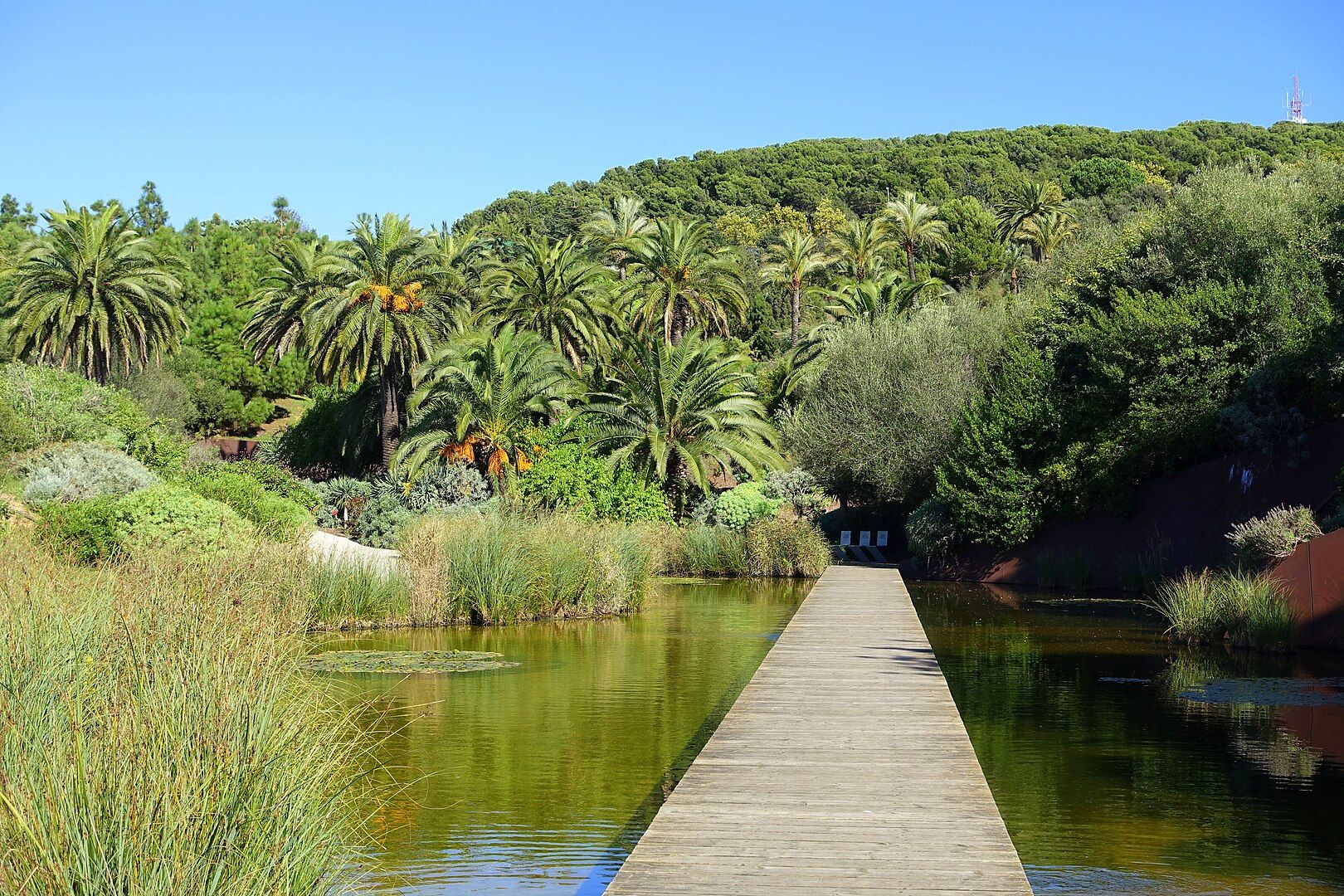 Camins del Jardí Botànic de Barcelona a Montjuïc