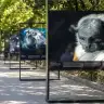 El Retiro convierte su paseo en una galería de animales al borde de la extinción