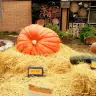 Las calabazas convierten el Botánico en una parada otoñal de Madrid