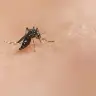 Barcelona libera 80.000 mosquitos tigre cada semana para combatir las plagas sin insecticidas