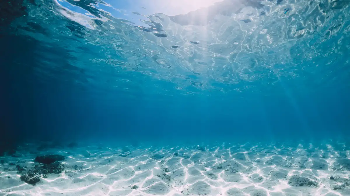 Exposición «Ecos del Océano» hasta el 7 de septiembre en el Espacio Fundación Telefónica de Madrid