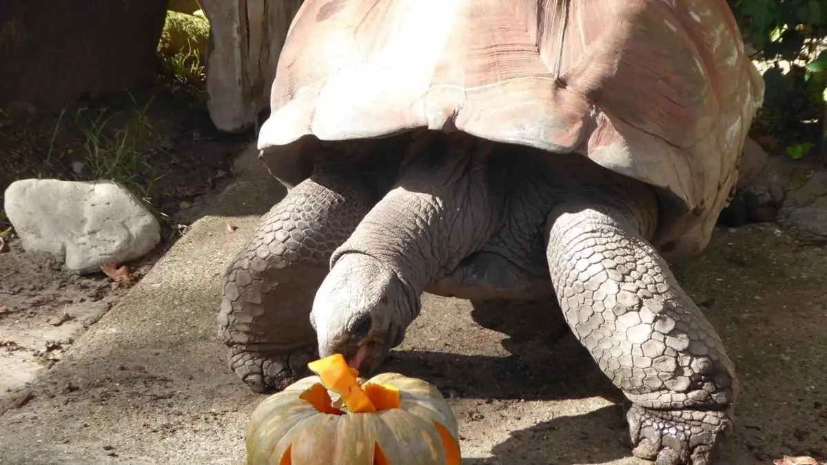 Actividades de otoño en el Zoo de Barcelona