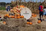 Echa un vistazo al campo de calabazas