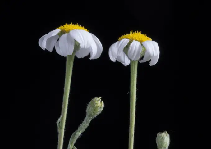 Exposición «Flora Humilis» de Madrid