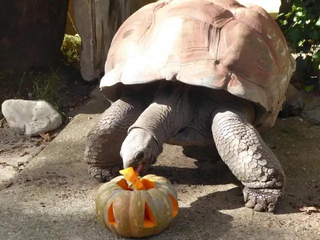 Actividades de otoño en el Zoo de Barcelona