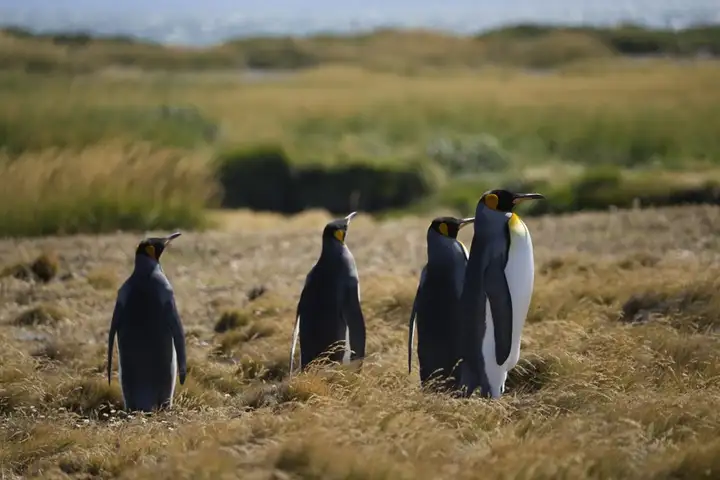 20 de enero: qué se celebra hoy