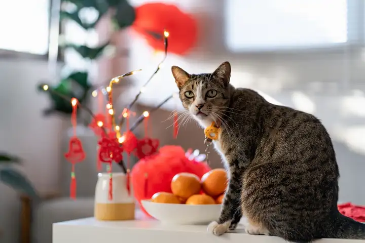 17 de enero: qué se celebra hoy