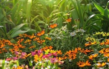 Cicle «CosmoNits Biodiversitat»