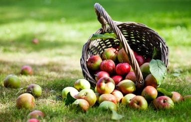 Fiesta de la Recolección del Pero