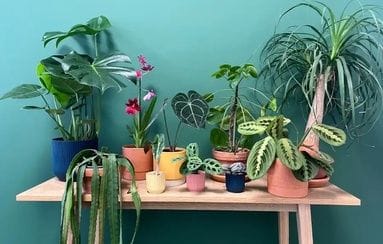 Mercadillo «Plantes Pour Tous»