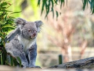 Dos nacimientos en el Zoo de Madrid reabren el debate sobre la cría en cautividad
