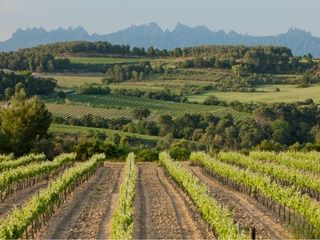 El Penedès rompe moldes: primera vendimia 100% ecológica del mundo