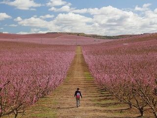 Campos de almendros y cerezos en flor: escapadas imprescindibles desde Barcelona en 2026