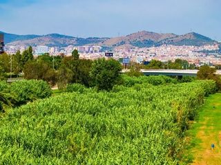 El cierre de Collserola sacude Barcelona tras detectarse peste porcina en la ciudad
