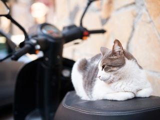 Barcelona paga 600 € por tu ciclomotor antiguo si eliges uno eléctrico