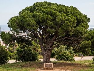 Barcelona blinda cinco nuevos árboles singulares y eleva a 213 su patrimonio verde protegido